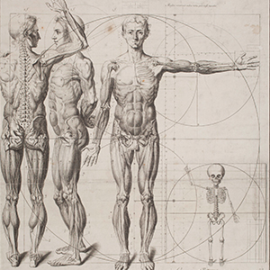 an illustration of male body anatomy in black and white