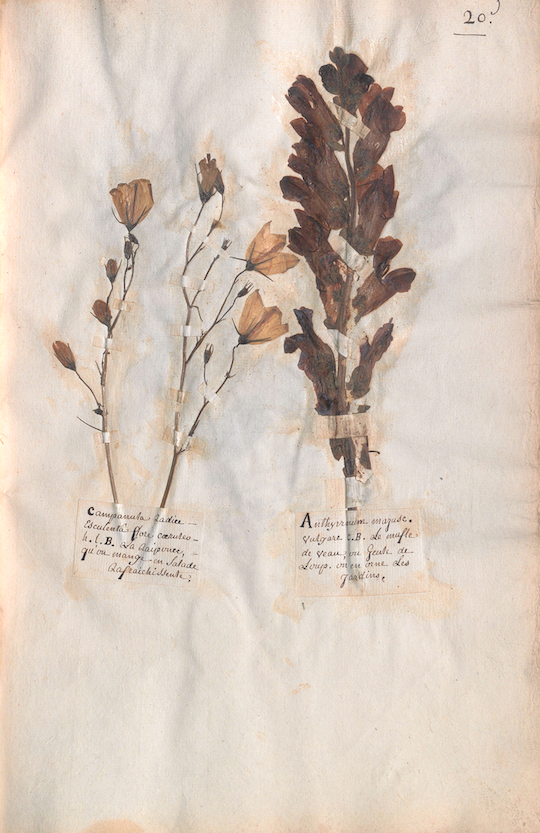 dried and pressed bellflower and snapdragon on a book page with small handwritten labels