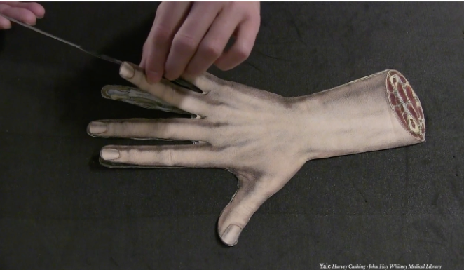 Image of flap anatomy hand