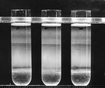 Image of test tubes filled with liquid.