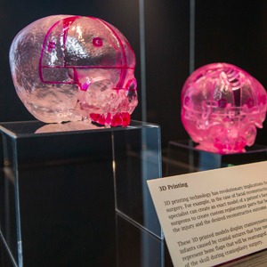 two pink 3d printed brains in a display case