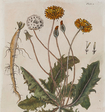 illustration of dandelions from 1738