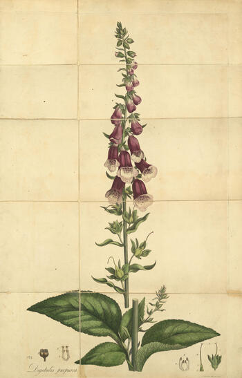 Plate featuring illustration of foxglove