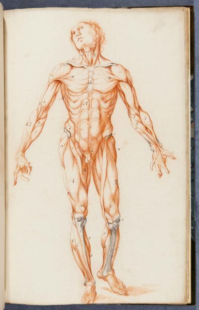 An image from Gracht Anatomie