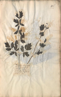 Image of dried plant on page