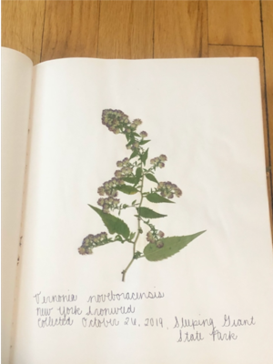 Pages from the author’s personal herbarium, 2020