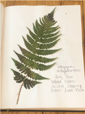 Pages from the author’s personal herbarium, 2020