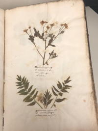 Pages from Jean Seris’s Herbarium with dried specimens, 1761