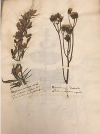 Pages from Jean Seris’s Herbarium with dried specimens, 1761