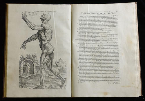 De humani corporis fabrica