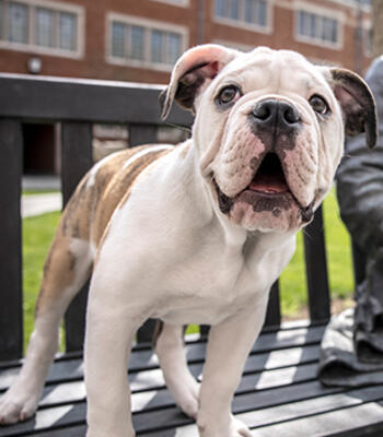 A white and brown Old English Bulldog smiles at the camera while sitting on a bench