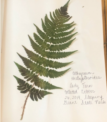 Creating a herbarium